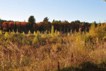 Scenic view of colorful foliage and lush landscape near Stone Farm Apartments in Lebanon, NH, perfect for outdoor enthusiasts.