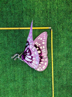 Butterfly Fairy Wings Costume Girls Cosplay