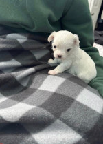 Maltese available for adoption