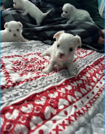 Maltese available for adoption