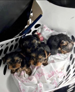 Yorkies ready to go
