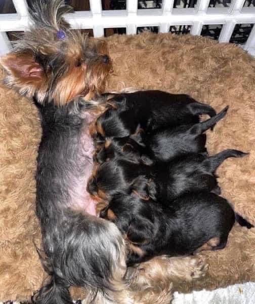 Yorkies ready to go