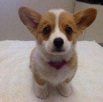 Joyful Pembroke Welsh Corgi Puppies For Sale