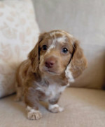 Dachshund puppy for sale