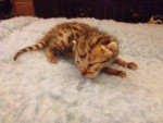 Savannah kittens for sale