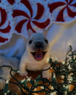 French bulldog puppies 🐶 available looking for new owners