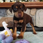 Purebreed Doberman pinscher puppies 🐶
