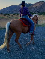 Adorable horse looking for a new home