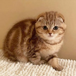 Scottish Fold kittens for sale