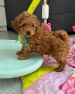 ✨️Exceptional Japanese & US Champion Toy maltipoo