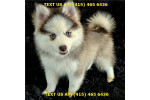 Pomsky And Husky Puppies