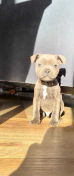 8 weeks old, 12 month vet guarantee!