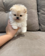 Super cute and healthy Pomeranian Puppies available for a new home.