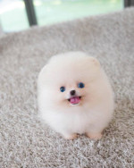 Pomeranian puppies available