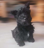 Scottish terrier puppies for Rehoming