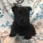 Scottish terrier puppies for adoption