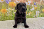 Vfxz Adorable Cane Corso Mastiff