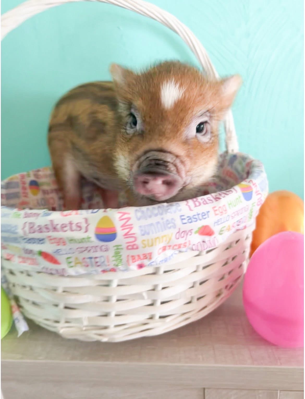 Adorable mini piggy for sale
