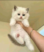 Cutes  Ragdoll  Kittens for adoption