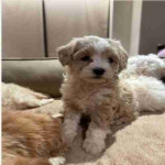 If you are looking for a loyal, intelligent, and affectionate dog, our beautiful maltipoo are ready to find their forever homes ! These puppies combine the best traits of two fantastic breeds, making them the ideal family pet.