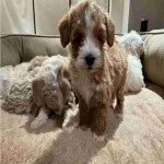 If you are looking for a loyal, intelligent, and affectionate dog, our beautiful maltipoo are ready to find their forever homes ! These puppies combine the best traits of two fantastic breeds, making them the ideal family pet.
