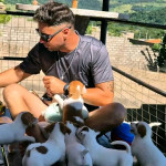 Jack russell dogs and puppies for sale