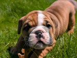 English bulldogs