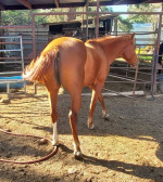 Beautiful mare looking for a new family