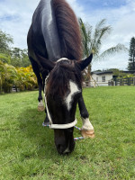 Lazy Lightning (aka) Zing (aka) Amazing