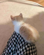 Mixed breed Maine coon and tabby cat