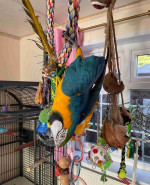 Male and Female Blue and Gold Color Macaw Parrots