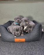 Adoption Alert: Adorable 8-Week-Old Cane Corso Puppies! 🐾**