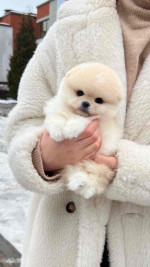 Pomeranian Puppies for Adoption
