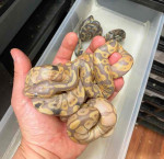 Banana ballpython