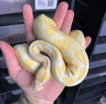 Albino pied ballpython