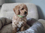 Cute maltipoo puppies