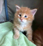Mainecoon kittens for adoption and rehoming