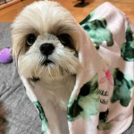 Shih tzu puppy for Adoption