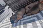 Two lovely  french  bulldog  puppies