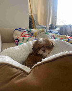 Shih tzu puppy for Adoption