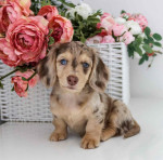 Available for adoption