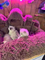 Beautiful litter of Ragdoll kittens available for new homes.