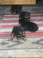 Beautiful Rottweiler puppies looking