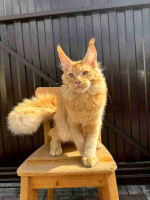 Maincoon kittens for adoption and rehoming