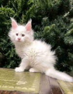 Maincoon kittens for adoption and rehoming