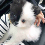 Adorable Pomeranian Puppy Looking for a Loving Home 🐾