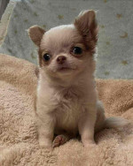 Meet baby Luna she’s available right now for adoption ❤️❤️