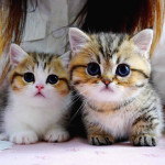 This lovely 🥰 kittens 🐱 are available tomorrow just inbox me right now for more information right away