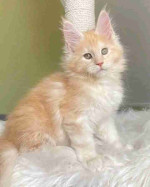 Mainecoons kittens for adoption and rehoming