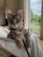 Maine coon kitten
